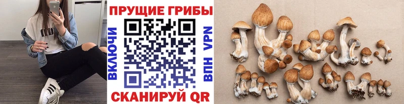 дарк нет телеграм  MEGA как войти  Полярный  купить наркоту  Галлюциногенные грибы Psilocybe 